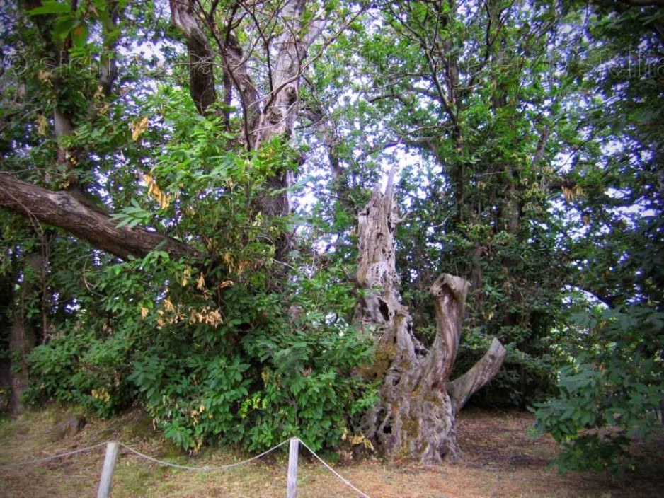 Castagno dei Cento Cavalli, il più grande e antico in Europa