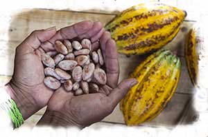 Cabossa di Cacao